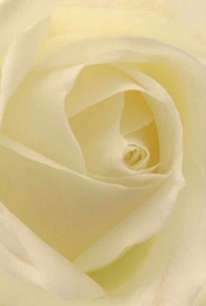 Viewed up close, this classic white rose tells a story of Cheam's peaceful sophistication and timeless elegance. The petals, pure and creamy, are arranged in gentle spirals that draw the eye deep into the heart of the bloom. In this composition, the interplay of natural light and shadow gives each layer a luminous glow, as though the flower is softly illuminated from within-reminiscent of quiet Cheam evenings or a stroll along The Broadway. The rose's velvety texture and flawless arrangement highlight both nature's artistry and the practiced hands that prepare heartfelt bouquets for weddings, apologies, or thoughtful centrepieces at local celebrations. Every nuance in tone-creamy whites blending into near-translucent edges-emphasizes the purity and resilience of the rose, while the clean, faintly sweet fragrance brings calm to any room. This is a rose meant for significant moments, embodying both pride and humility. In Cheam, such a bloom is a symbol of sincere intention, perfect for a dignified tribute or marking new beginnings, cherished as a centerpiece crafted with care and understanding by the florists of Cheam Florist.