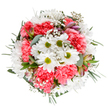 A vibrant celebration of colour and form, this bouquet distills the cheerful essence of Cheam's village life. White daisies with luminous green centers radiate optimism at the bouquet's heart, surrounded by abundant coral-pink carnations whose plush, ruffled blooms create a sense of lively movement and warmth. Scattered clouds of delicate gypsophila lighten the arrangement, their miniature white flowers evoking a sense of lightness, like springtime confetti on the breeze through Cheam's churchyard gardens. Tucked between layers of varied greenery-including fragrant eucalyptus and strong, deep green leaves-small alstroemeria buds add sophisticated hints of violet and rose. Every stem is individually placed with care, constructing an airy yet full composition that appears ready to share joy with any recipient. The bouquet's overhead presentation against a crisp white background captures every hue and texture, echoing the attentive craftsmanship of Cheam's florists. This design is perfect for birthdays, thank-you gestures, or simply lending beauty to a breakfast nook overlooking Cheam Park. The harmonious blend of classic blooms and subtle fragrance imbues the bouquet with both tradition and vibrant, contemporary flair, ensuring it will delight anyone lucky enough to experience a flower delivery in the heart of Cheam.